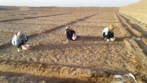 women working on fields 1.800x0 300x169