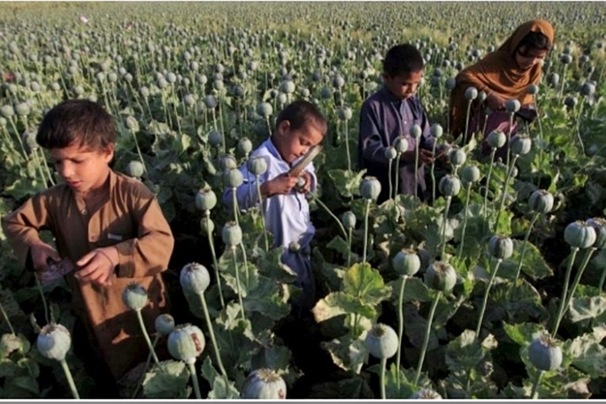 Bambini afghani raccolgono oppio crudo nei dintorni di Jalalabad