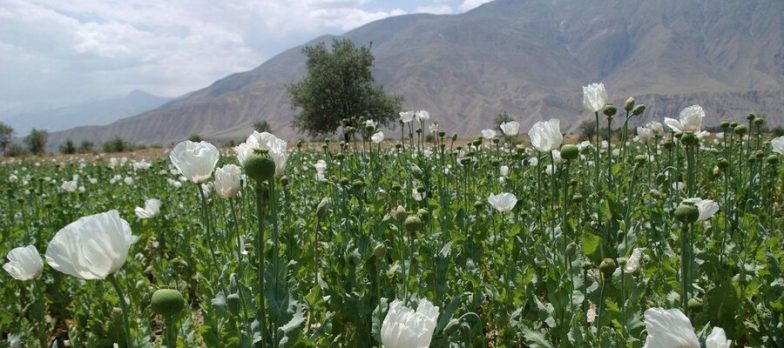 afghanistan talebani emiratoislamico isisk iskp oppio droga sicurezza asia 784x348