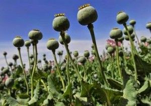 drug afghanistan 08 may 14 300x210 drug afghanistan 08 may 14 300x210 drug afghanistan 08 may 14 300x210 drug afghanistan 08 may 14 300x210