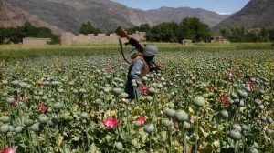 oppio afghanistan oppio afghanistan oppio afghanistan oppio afghanistan